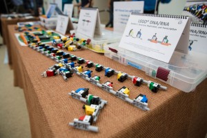 A set of molecular models developed by the MIT Edgerton Center that is used to teach students about DNA, RNA and to simulate key processes in cells.