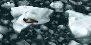 Seal on melting ice