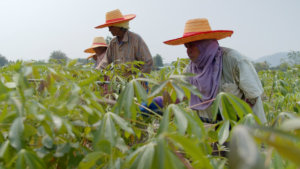 Three field workers work in the large field