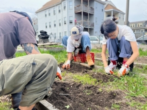 Calvin Zhong, Olivia Fiol, and Kaidi Liu, wearing work gloves, crouch over a raised bed, with a triple-decker apartment building in the background